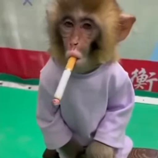 🚬 Стикер «Пошли курить» для Telegram