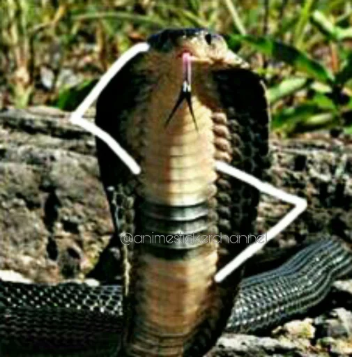 🤨 Стикер «SNAKES» для Telegram