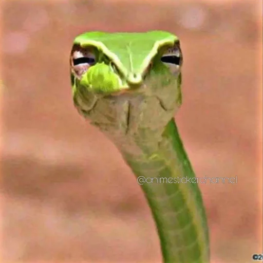 🤨 Стикер «SNAKES» для Telegram