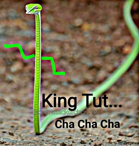 😝 Стикер «SNAKES» для Telegram