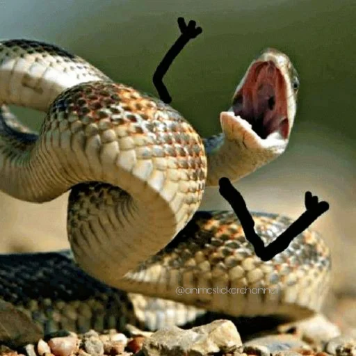 😡 Стикер «SNAKES» для Telegram