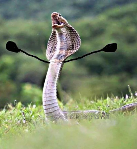 😡 Стикер «SNAKES» для Telegram