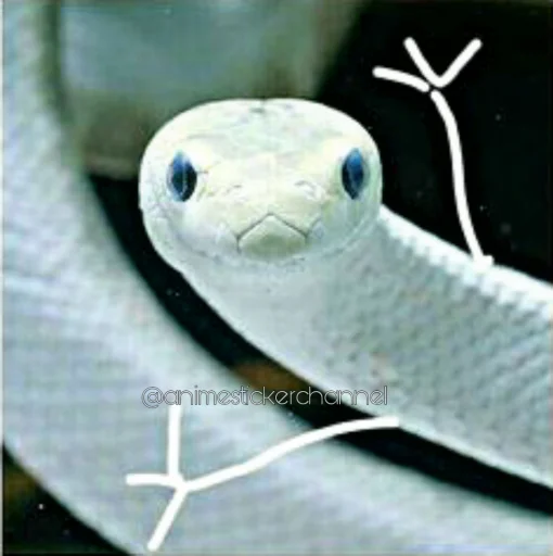 😆 Стикер «SNAKES» для Telegram