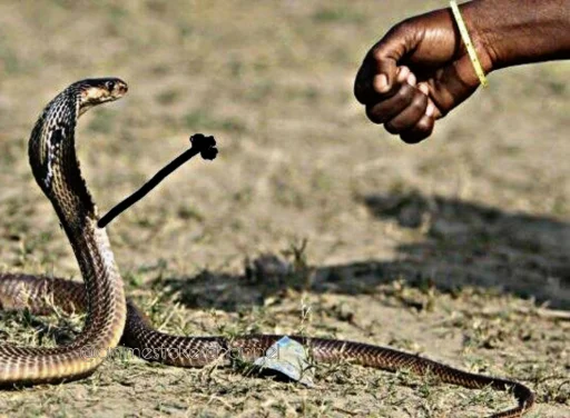 😆 Стикер «SNAKES» для Telegram