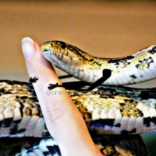 🥰 Стикер «SNAKES» для Telegram