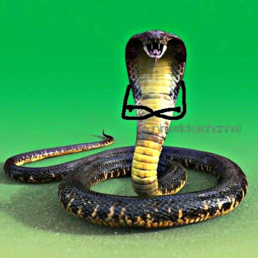 😠 Стикер «SNAKES» для Telegram