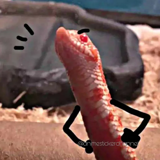 😒 Стикер «SNAKES» для Telegram