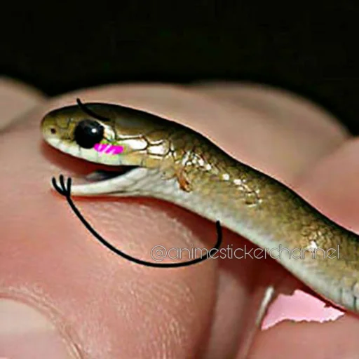 ☺️ Стикер «SNAKES» для Telegram