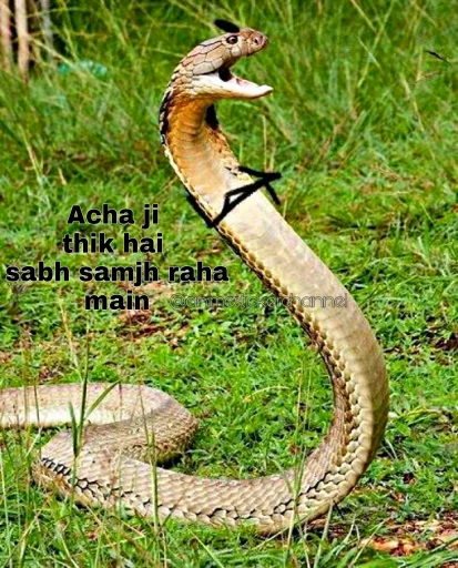 🤨 Стикер «SNAKES» для Telegram