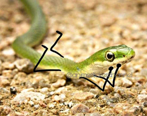 😌 Стикер «SNAKES» для Telegram