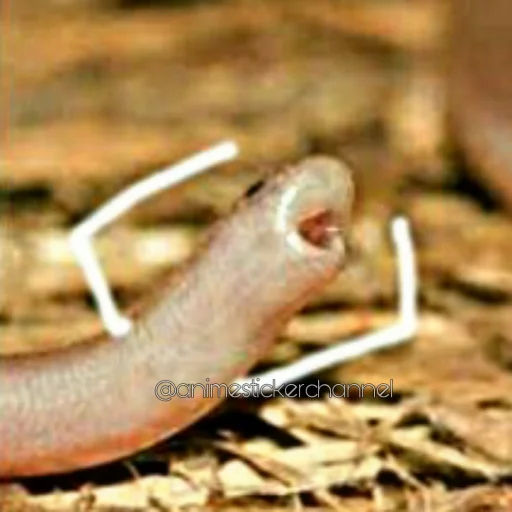 😮 Стикер «SNAKES» для Telegram