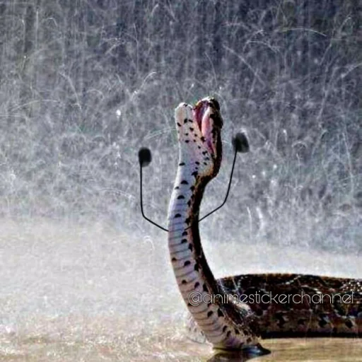 😫 Стикер «SNAKES» для Telegram
