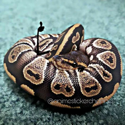 😁 Стикер «SNAKES» для Telegram
