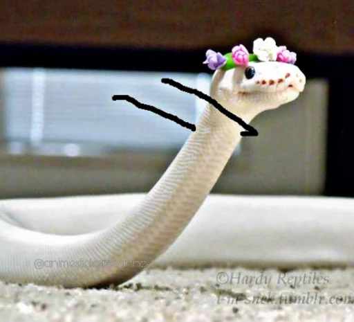 😎 Стикер «SNAKES» для Telegram