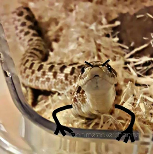 😡 Стикер «SNAKES» для Telegram