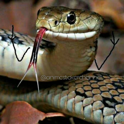 😜 Стикер «SNAKES» для Telegram