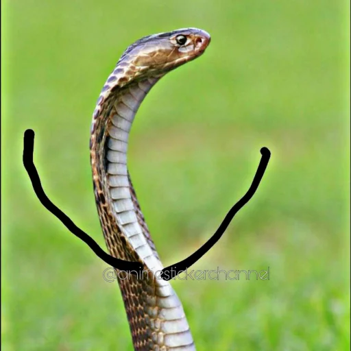😤 Стикер «SNAKES» для Telegram