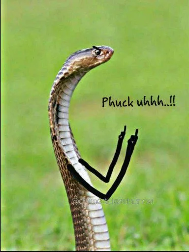 😡 Стикер «SNAKES» для Telegram