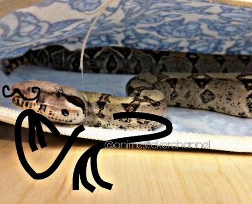 🤔 Стикер «SNAKES» для Telegram