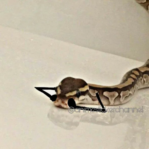 😨 Стикер «SNAKES» для Telegram