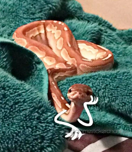 🤨 Стикер «SNAKES» для Telegram