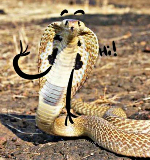 😁 Стикер «SNAKES» для Telegram