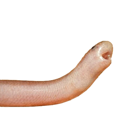 😮 Стикер «Laughing Sneks» для Telegram