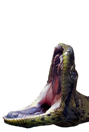 Стикерпак Laughing Sneks для Telegram