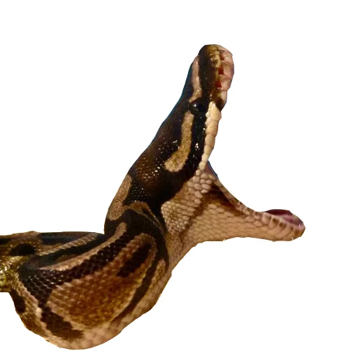 😂 Стикер «Laughing Sneks» для Telegram