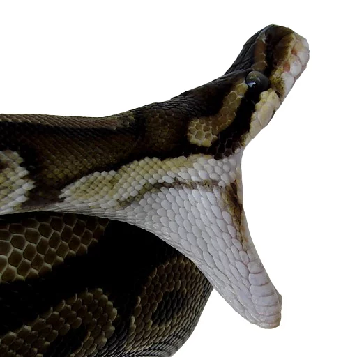 😂 Стикер «Laughing Sneks» для Telegram