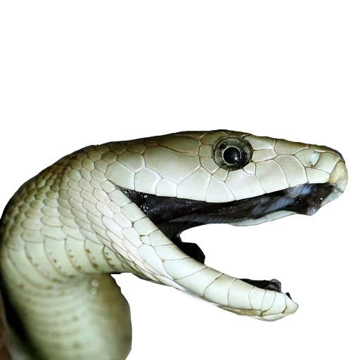 😂 Стикер «Laughing Sneks» для Telegram