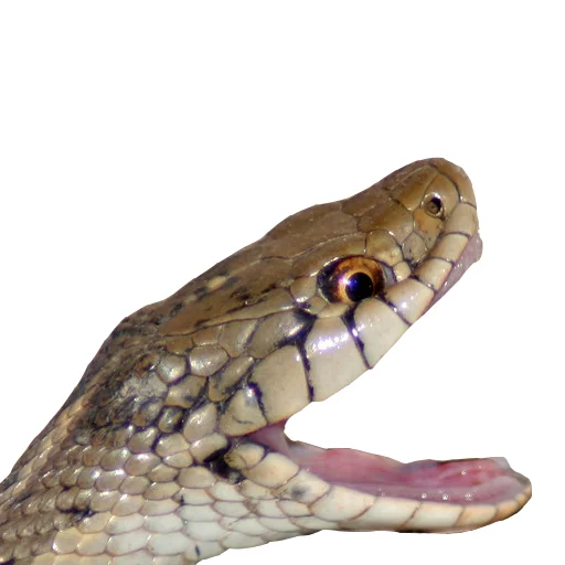 😂 Стикер «Laughing Sneks» для Telegram