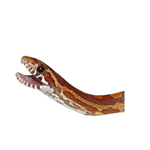 😂 Стикер «Laughing Sneks» для Telegram