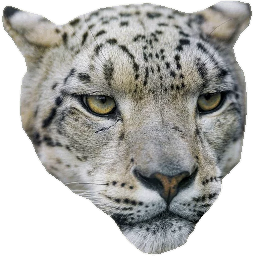 😠 Стикер «Snep Lep Blep» для Telegram