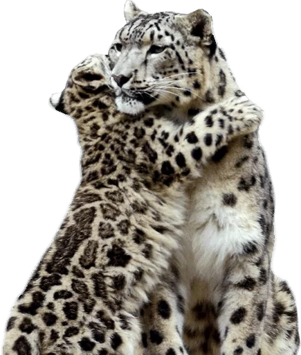 💏 Стикер «Snep Lep Blep» для Telegram