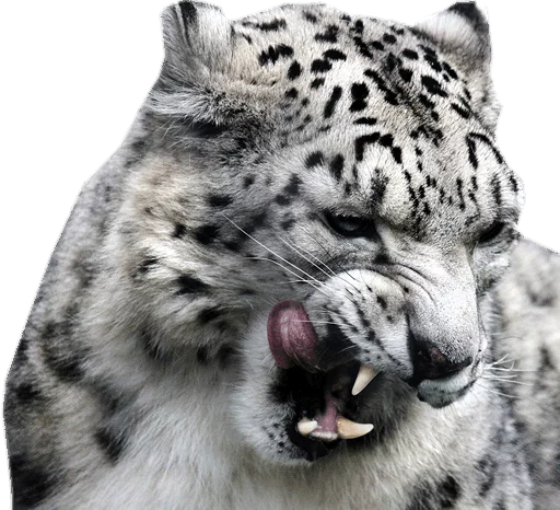 🍽 Стикер «Snep Lep Blep» для Telegram