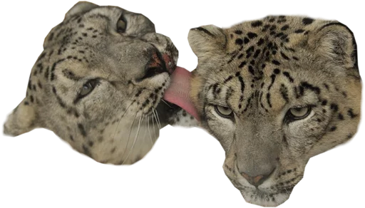 👨 Стикер «Snep Lep Blep» для Telegram