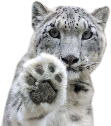 🐾 Стикер «Snep Lep Blep» для Telegram