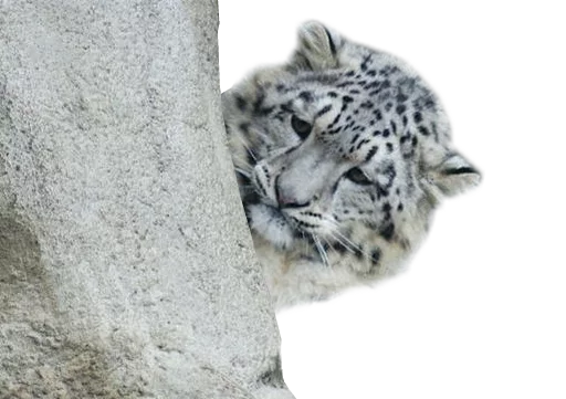 😢 Стикер «Snep Lep Blep» для Telegram