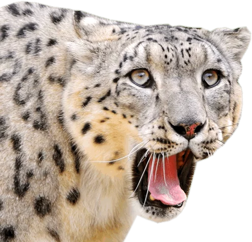 😱 Стикер «Snep Lep Blep» для Telegram