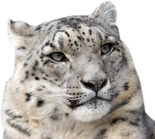 😑 Стикер «Snep Lep Blep» для Telegram