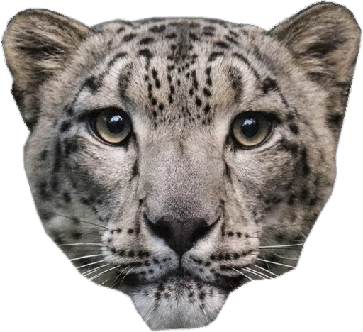 😶 Стикер «Snep Lep Blep» для Telegram