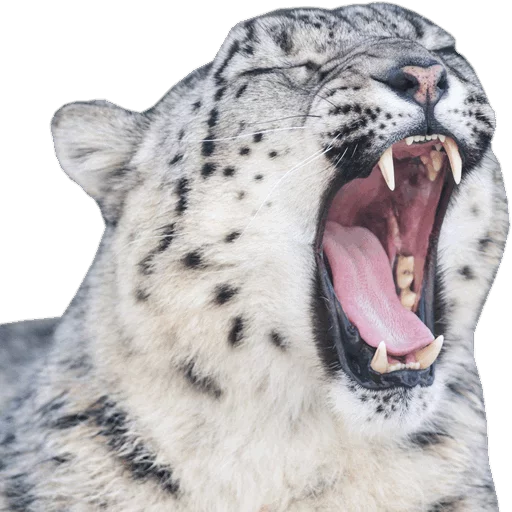 😵 Стикер «Snep Lep Blep» для Telegram