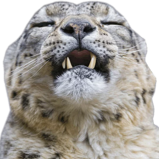 😫 Стикер «Snep Lep Blep» для Telegram
