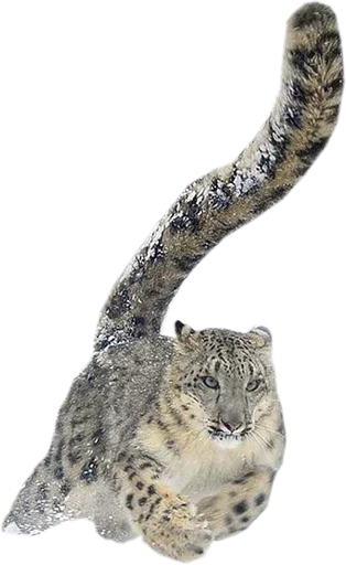 👟 Стикер «Snep Lep Blep» для Telegram