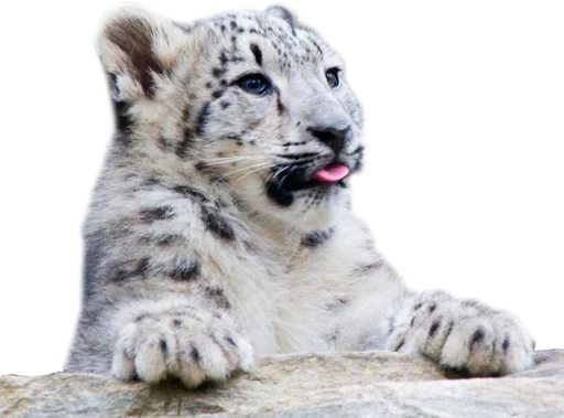 😛 Стикер «Snep Lep Blep» для Telegram