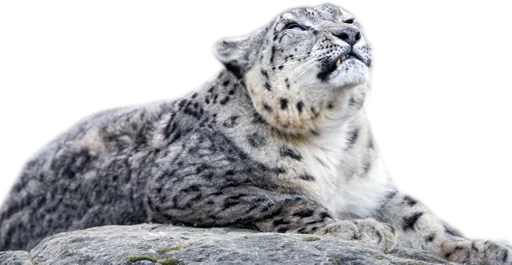 🙃 Стикер «Snep Lep Blep» для Telegram