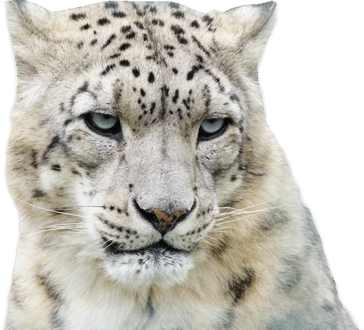 😠 Стикер «Snep Lep Blep» для Telegram