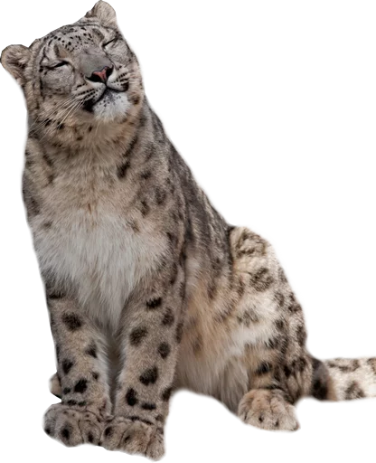 😊 Стикер «Snep Lep Blep» для Telegram
