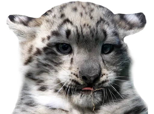 😛 Стикер «Snep Lep Blep» для Telegram